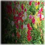 friday-at-seven-wallpaper-flowers-thumb.png